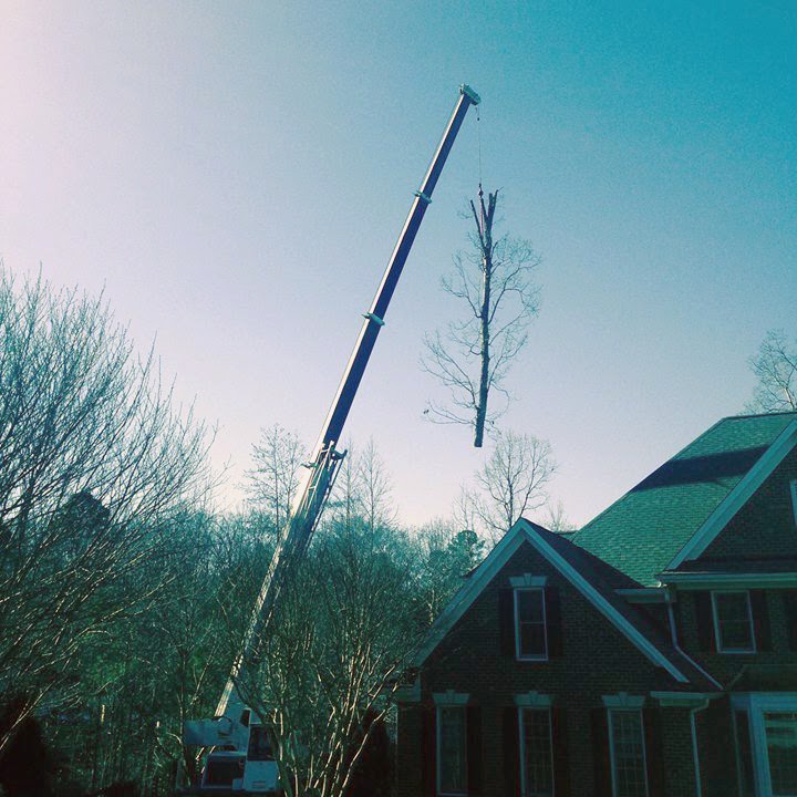 tree removal service cary nc